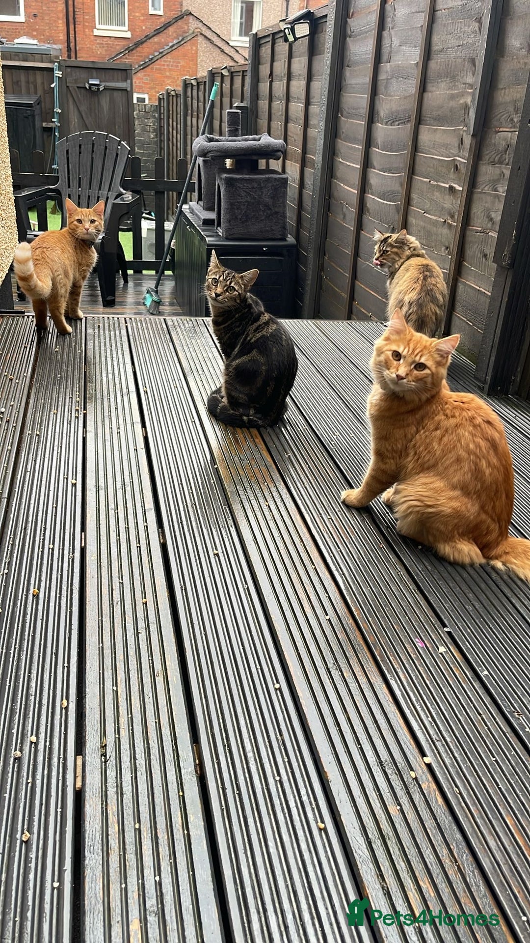 Maine Coon cats for sale: Maine coon mix  - Advert 12