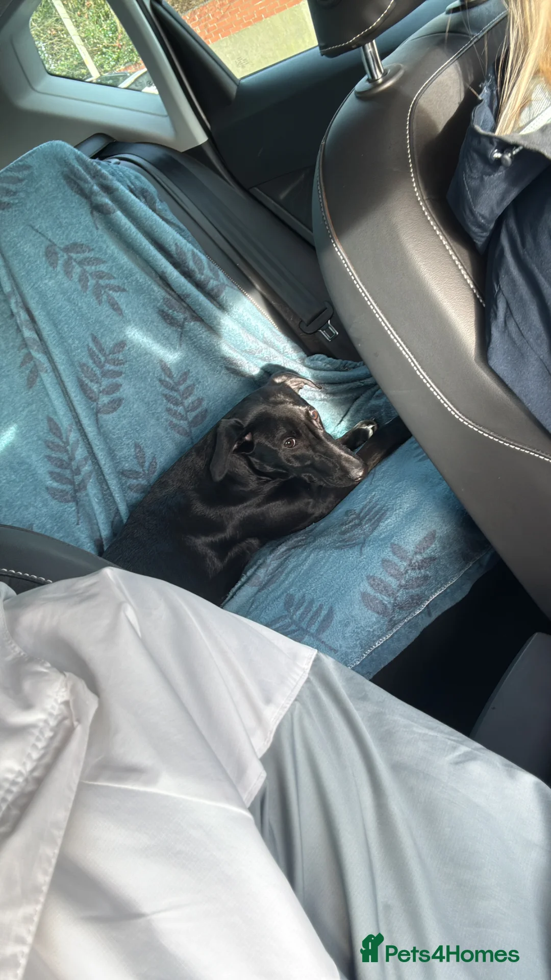 Mixed Breed dogs for sale: 8 month old Male Doberman mixed Retriever  in Dudley - Advert 4