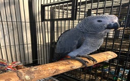 Parrots birds for sale: Hand Reared Baby African Greys  - Image 1