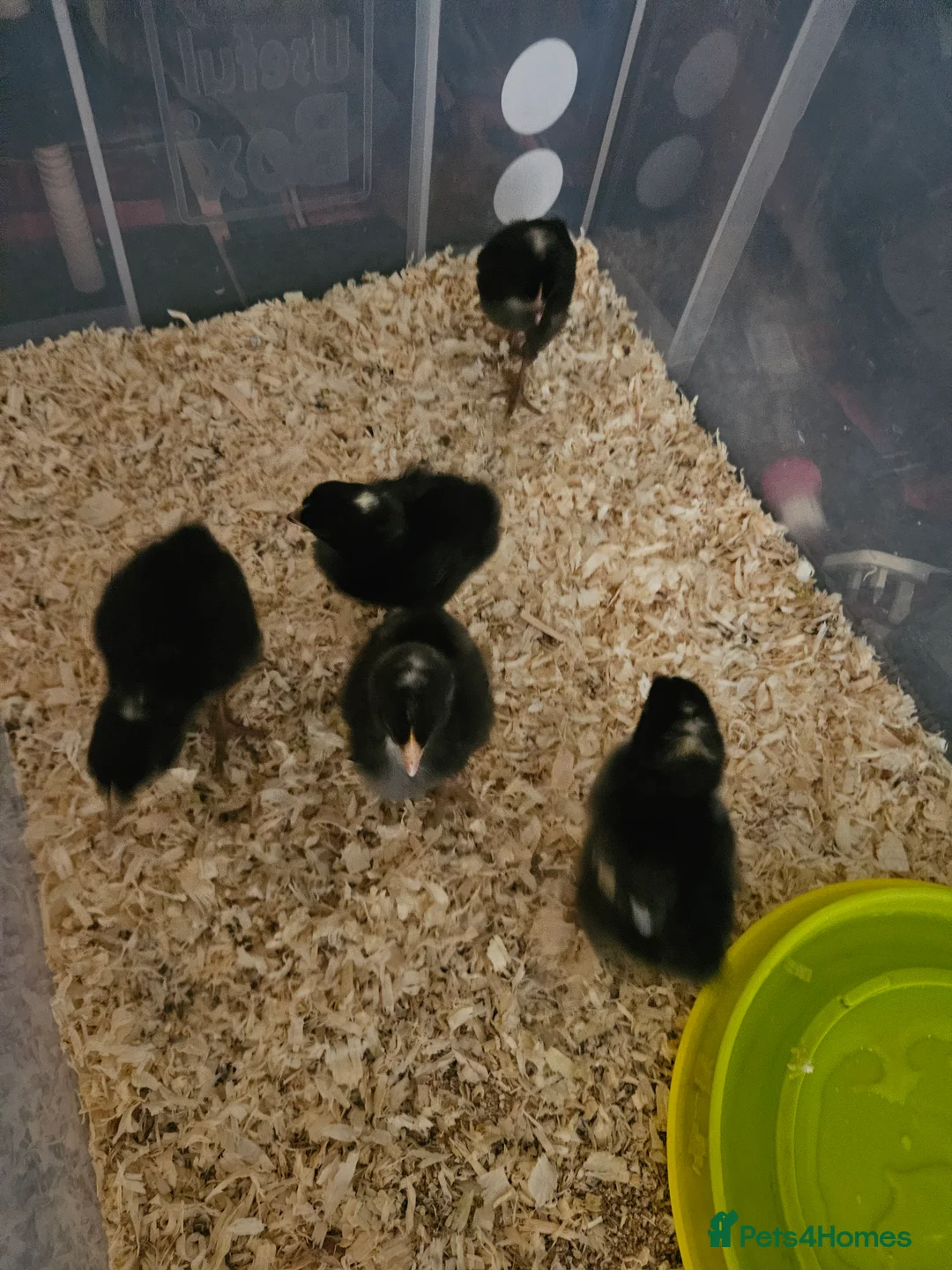 Chickens poultry for sale: Chicks/ hatching  chicken eggs  - Advert 1