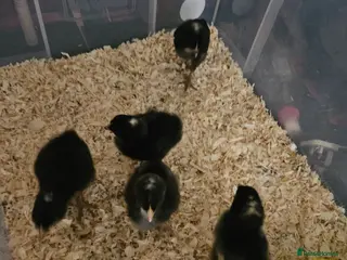 Chickens poultry Chicks/ hatching chicken eggs - Advert 18