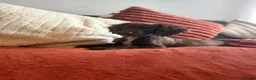 Cockapoo dogs for sale: Female F1 Cockerpoo ready to go  - Advert 13