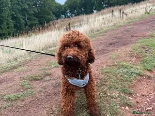 Toy Poodle dogs Stunning Red Toy Poodle Carlos for stud - Advert 3