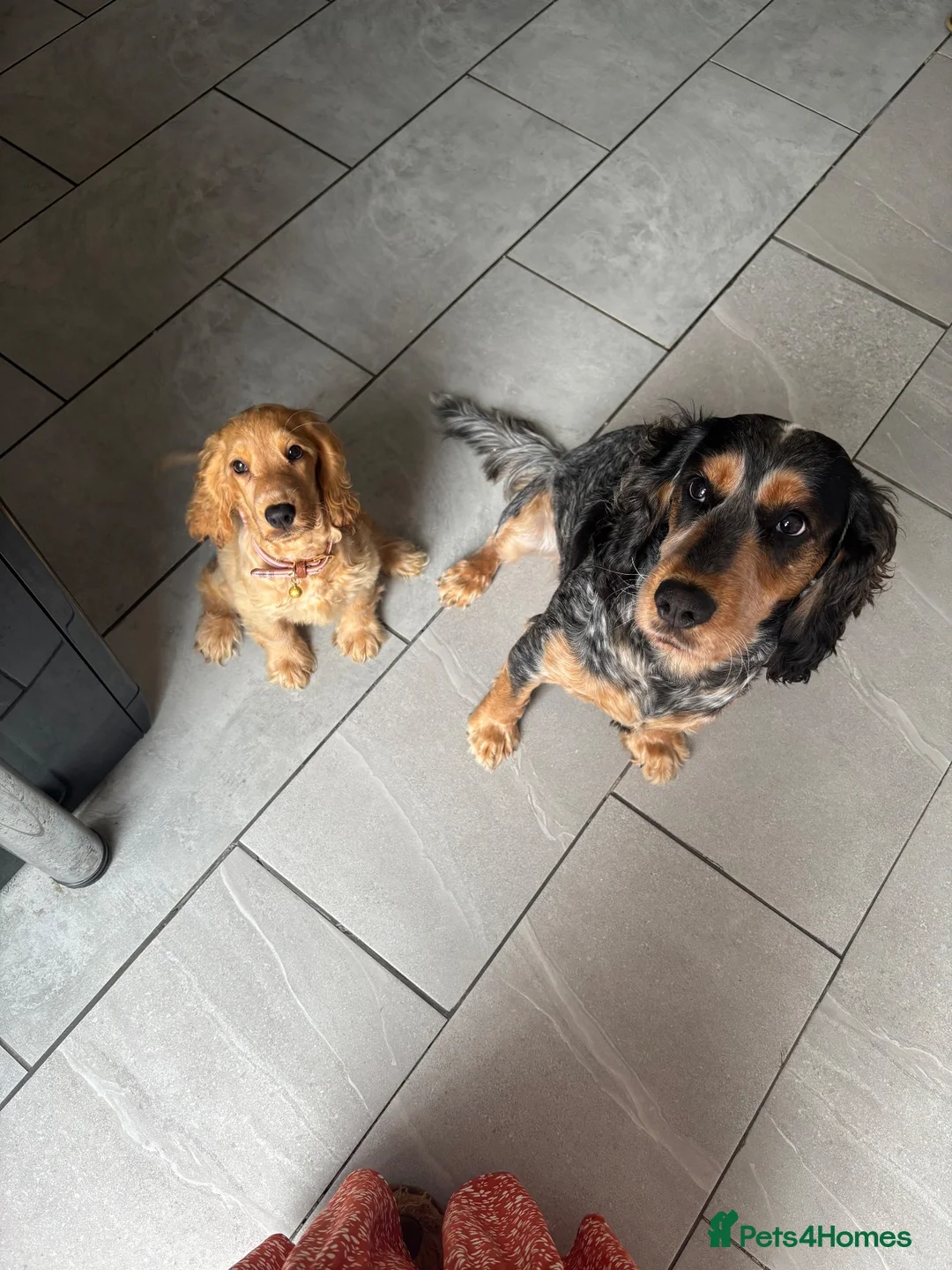 Cocker Spaniel dogs for sale: Potentially looking for a new home for my girl - Advert 2