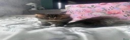 Scottish Fold cats for sale: Scottish fold and Scottish straight kittens - Advert 7