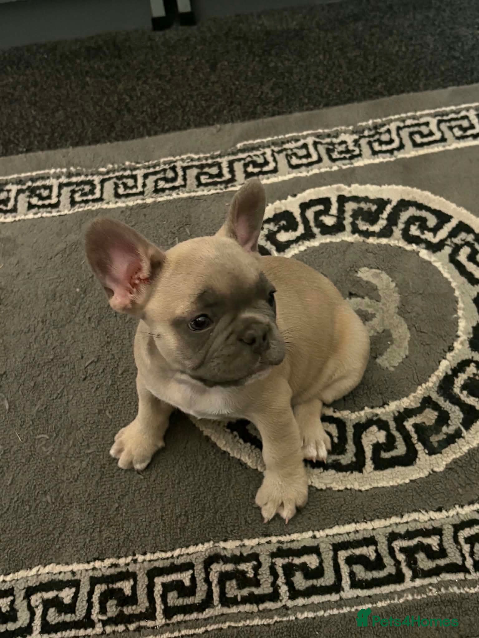 French Bulldog dogs French bull dog puppies 😍😍 KC REGISTERED  - Advert 15