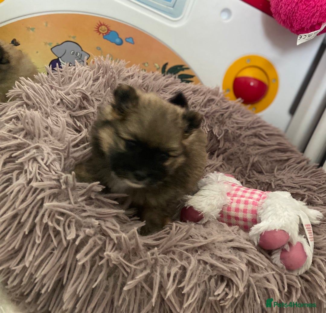 Pomeranian dogs for sale: Beautiful Pomeranian puppies  - Advert 10