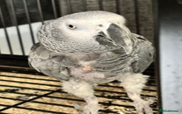Parrots birds for sale: 2 x African greys  - Image 2