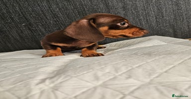 Miniature Dachshund dogs Kc miniature-dachshund pups - Advert 16