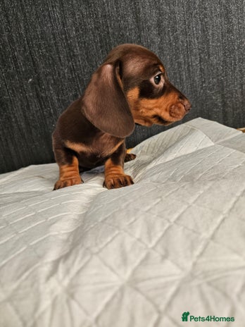 Miniature Dachshund dogs Kc miniature-dachshund pups - Advert 5