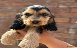 Cocker Spaniel dogs for sale: Show cocker spaniel in Bradford - Image 23