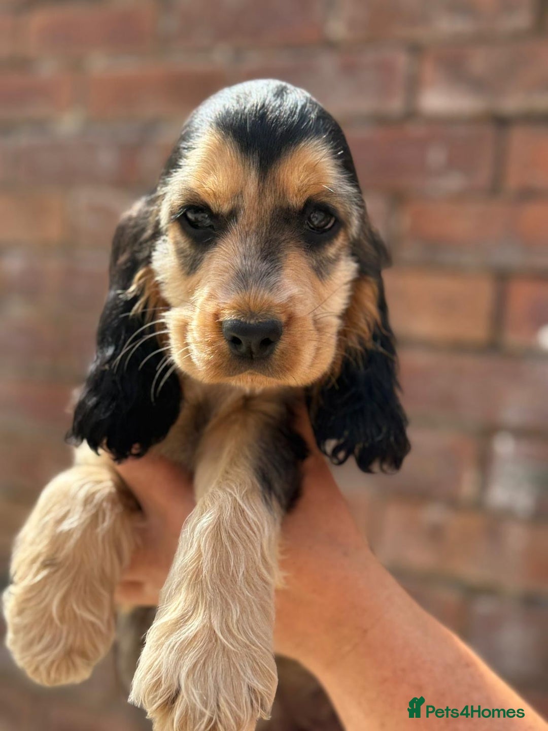Cocker Spaniel dogs for sale: Show cocker spaniel in Bradford - Image 23
