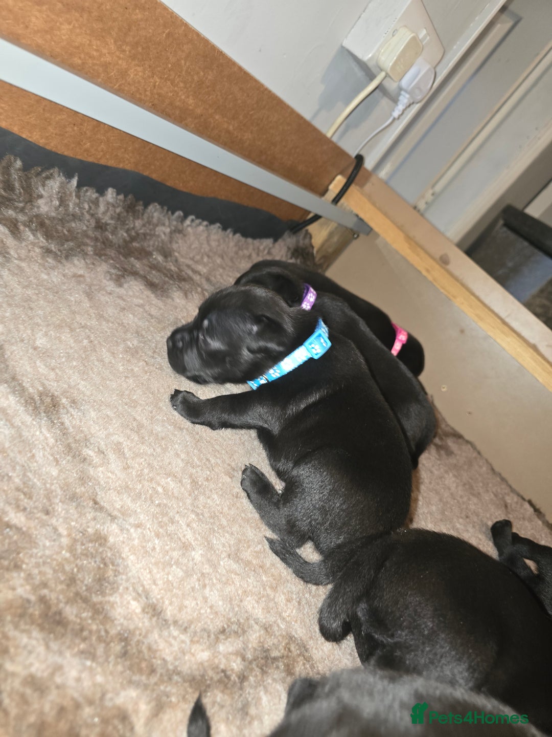 Staffordshire Bull Terrier dogs for sale: Kc registered Staffordshire bullterrier  - Advert 33