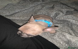 French Bulldog dogs for sale: REDUCED!!🥰Ready SOON 🐾 French bulldog puppies - Image 19
