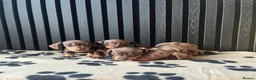 Miniature Dachshund dogs for sale: Dachshund Puppies (miniature) - Advert 11