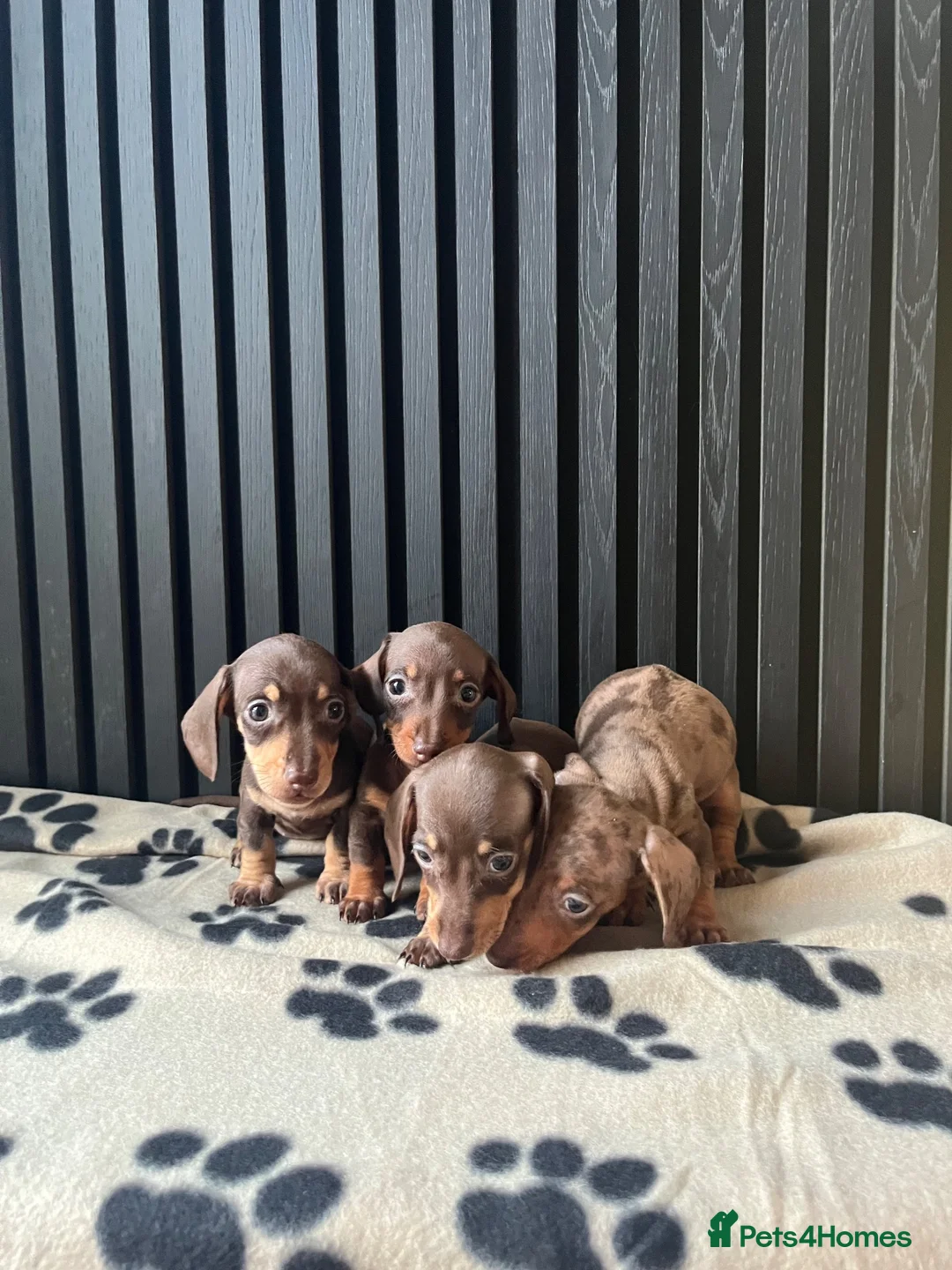 Miniature Dachshund dogs for sale: Dachshund Puppies (miniature) - Advert 11
