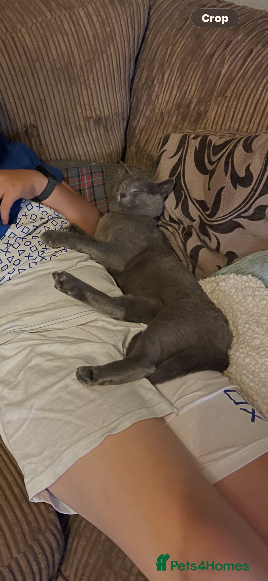 Russian Blue cats for sale: Pure Russian Blue Kittens  - Advert 2