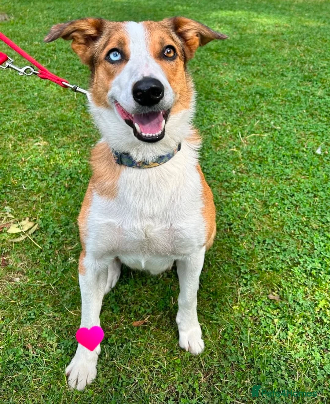 Border Collie dogs for stud: Merle Collie for Stud  in Saint Leonards-on-sea - Advert 3