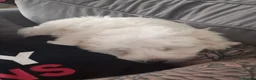 Maltese dogs for sale: Maltese Bitch for sale in Doncaster - Advert 2