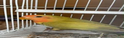 Lovebirds birds for sale: mixed  - Advert 1
