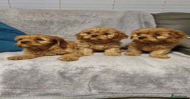 Cavapoo dogs - Advert 17