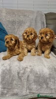 Cavapoo dogs - Advert 4