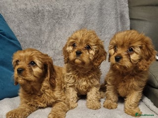 Cavapoo dogs - Advert 6