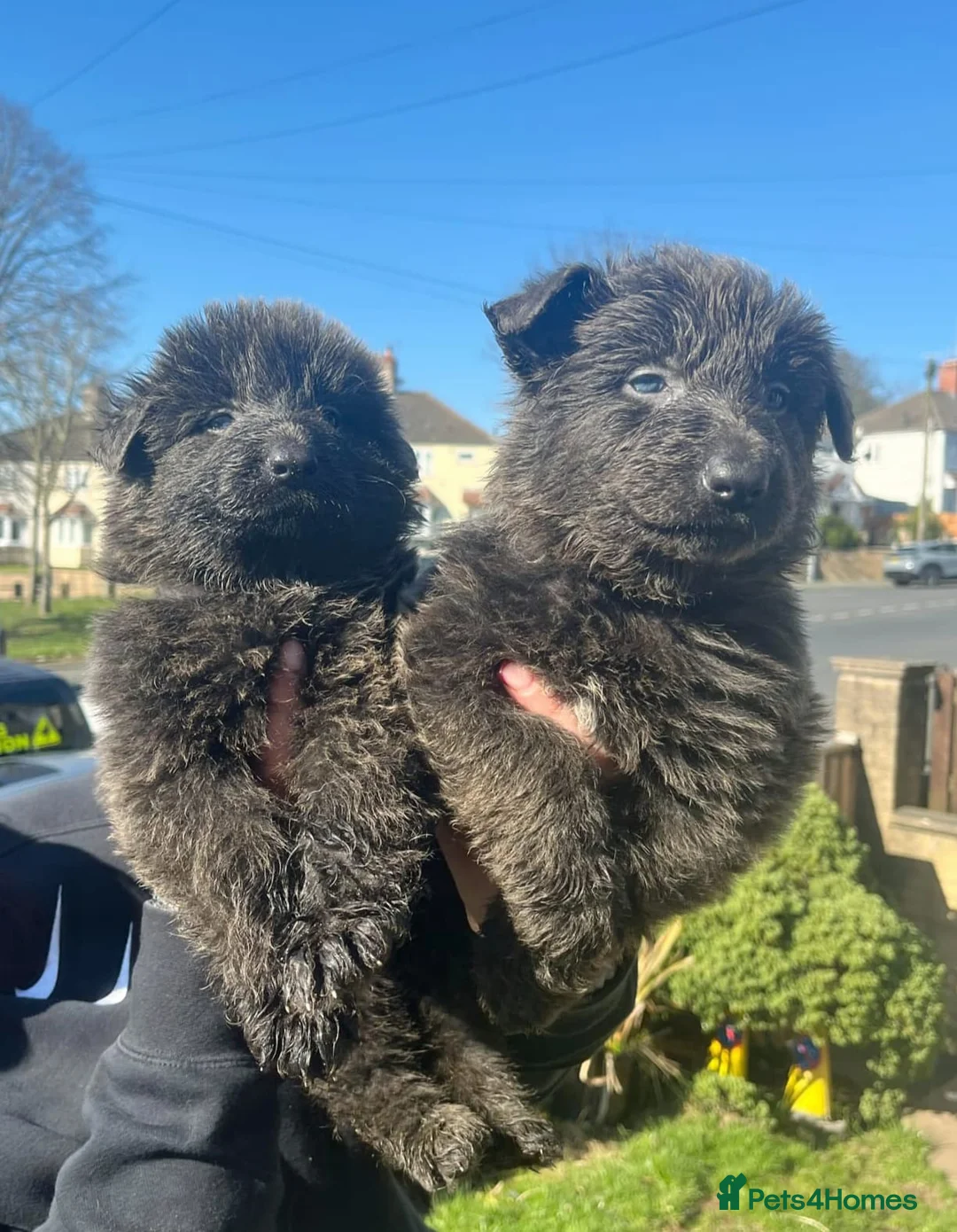 German Shepherd dogs for stud: Kc health tested solid isabella gsd in Bedford - Advert 38