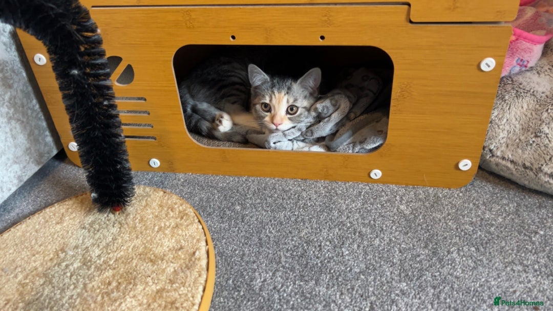 Persian cats for sale: 2 loving Persian Kittens for sale  - Image 18