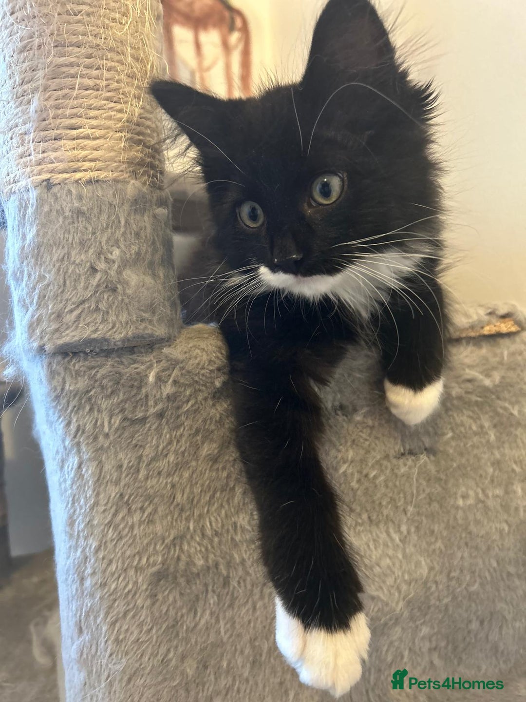 Ragdoll cats for adoption: Cute kitty - Image 1