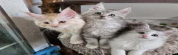 Maine Coon cats for sale: Stunning registered Maine Coon kittens - Advert 6