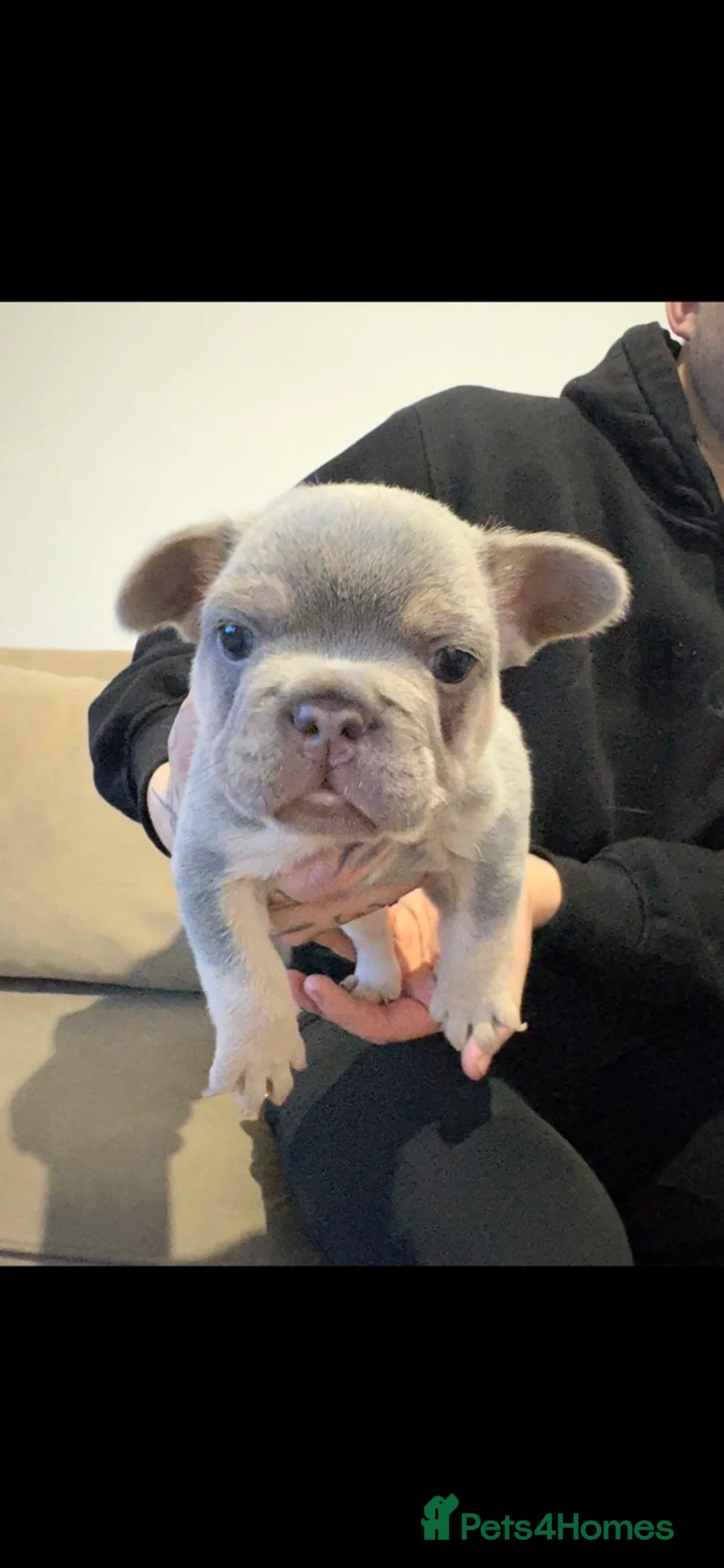 French Bulldog dogs for sale: Male French bulldog puppy in Walsall - Advert 6