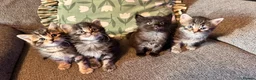 Mixed Breed cats for sale: Stunning kittens 🐈‍⬛ - Advert 6