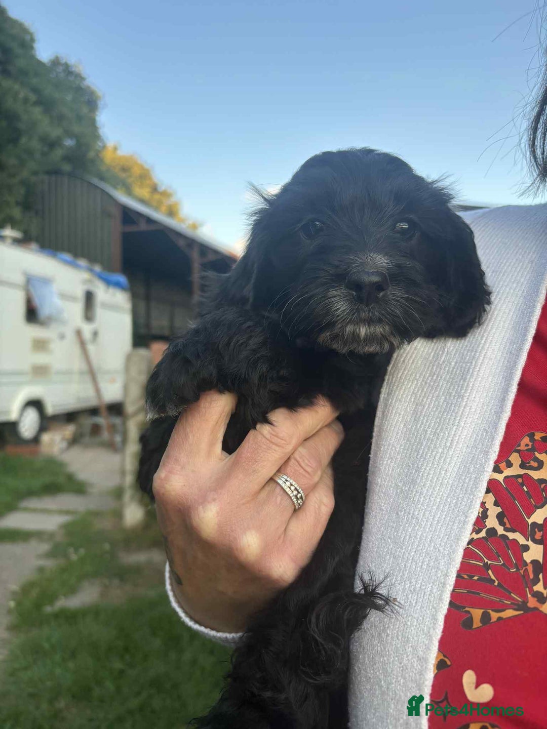 Cockapoo dogs for sale: cockapoo puppies - Image 2