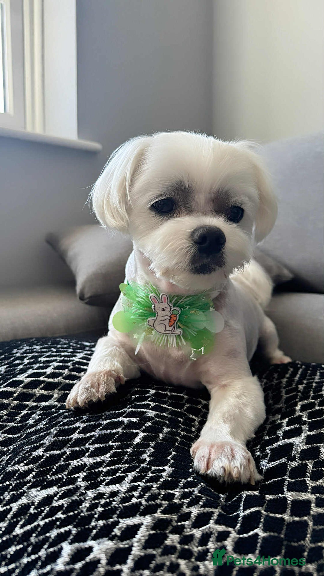 Maltese dogs for sale: Adult pedigree Maltese couple. KC registered. - Advert 8