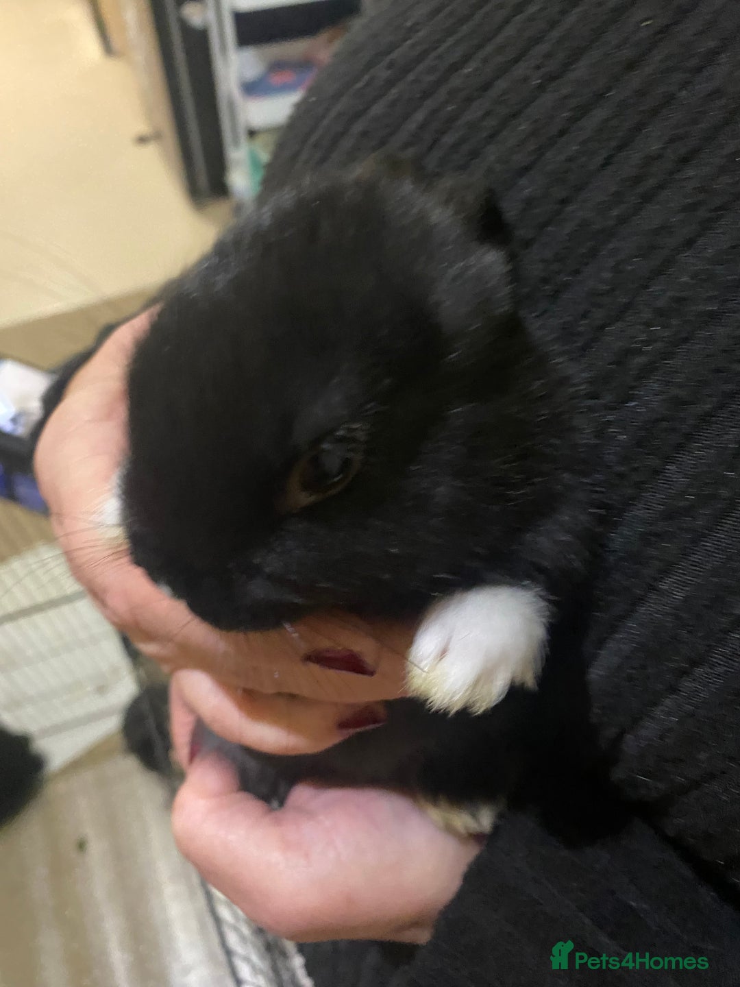 Mixed Breed rabbits for sale: 5 Rex/lionhead mix bunnies for sale - Advert 17