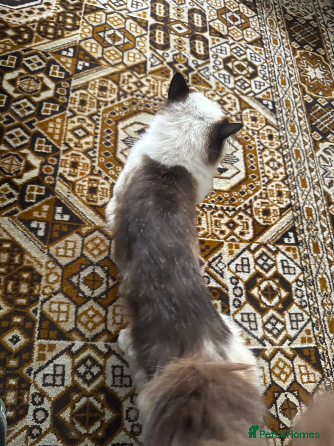 Ragdoll cats for sale: Ragdoll male unusual  - Image 6