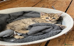 British Shorthair cats for sale:  Beautiful and gentle British shorthair kittens - Image 8