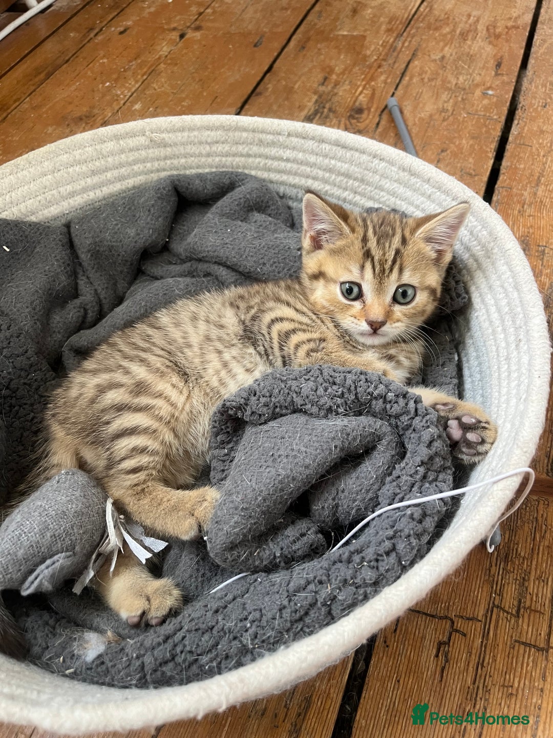 British Shorthair cats for sale:  Beautiful and gentle British shorthair kittens - Image 8