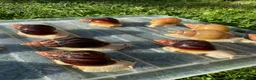 Snails invertebrates for sale: Albino Giant African Snails for sale! - Advert 5