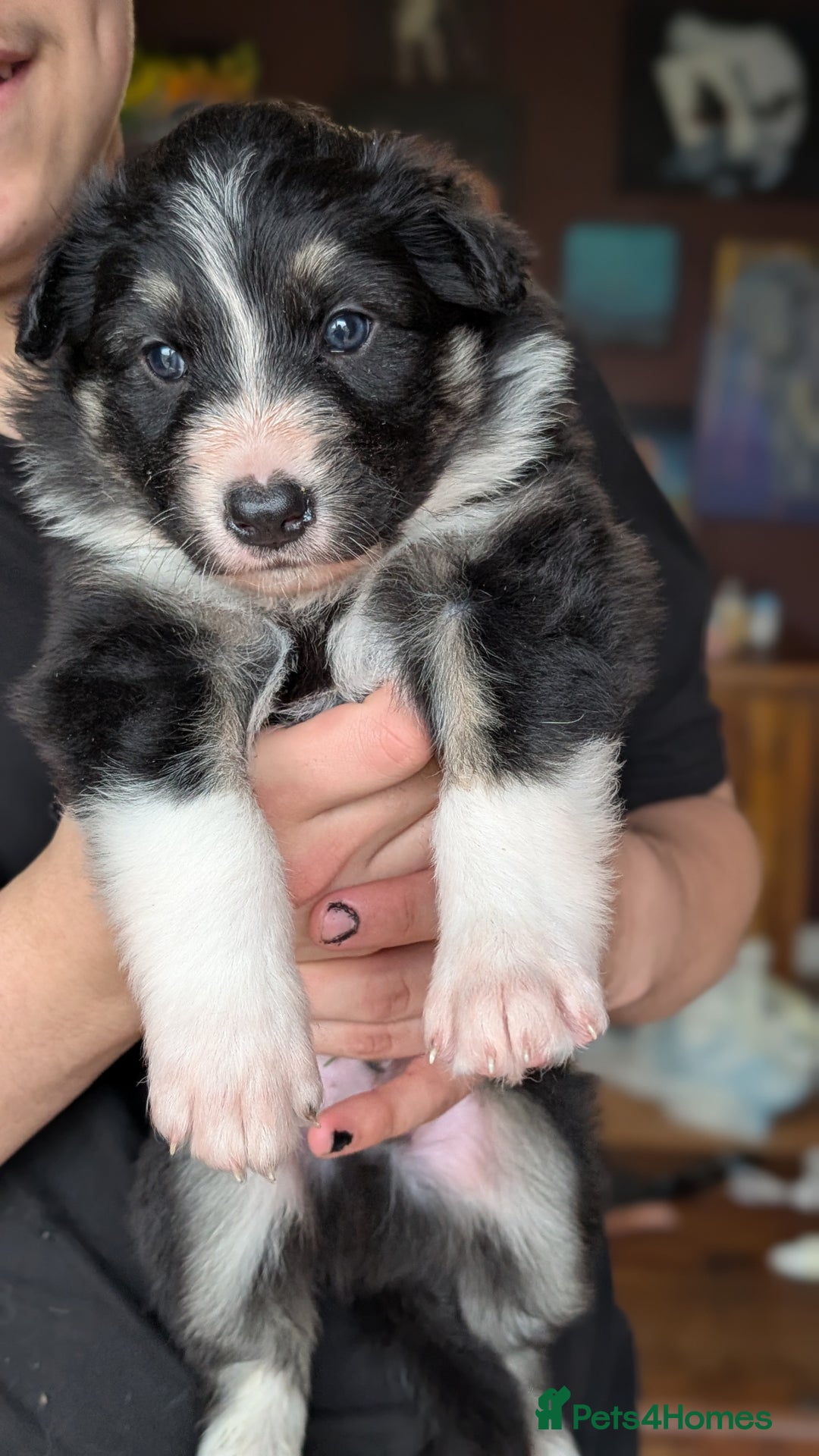 Mixed Breed dogs for sale: Shollie Pups Mid Feb! (German ShepxBorder Collie) - Advert 15