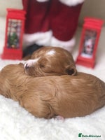 Cavapoo dogs Red F1 Cavapoo Ready to leave 20th December🐾🩵 - Advert 1