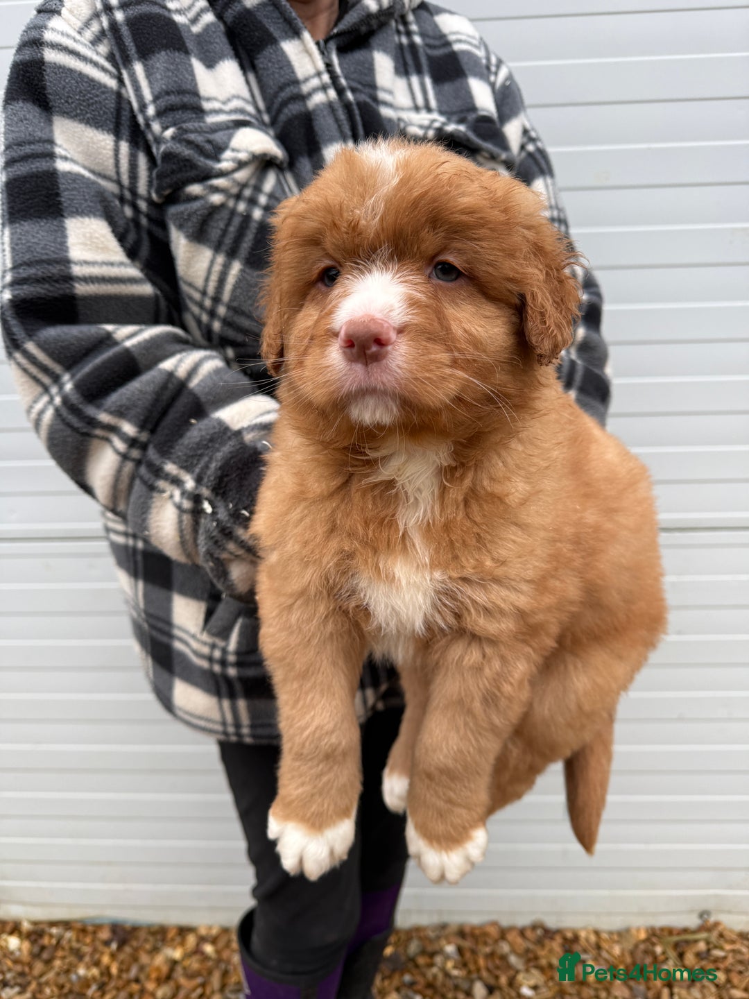 Nova Scotia Duck Tolling Retriever dogs for sale: Beautiful Kc registered nova scotias puppies  - Advert 1