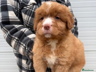 Nova Scotia Duck Tolling Retriever dogs Beautiful Kc registered nova scotias puppies - Advert 10