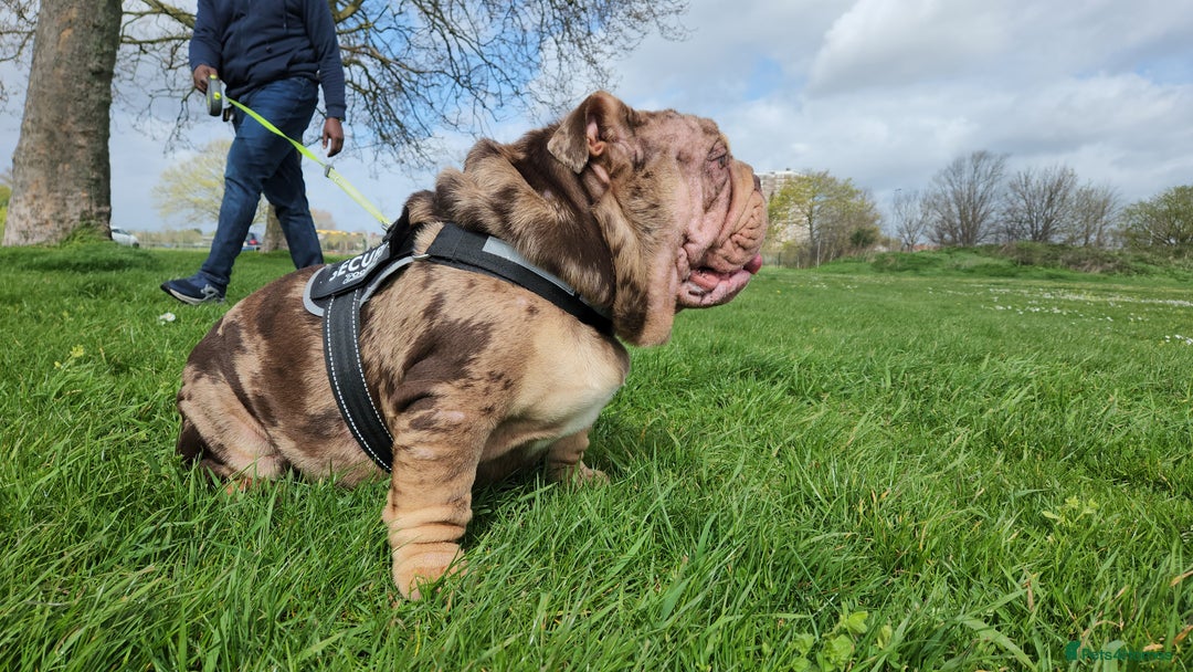 English Bulldog dogs for sale: Mr EMPEROR in London - Image 13