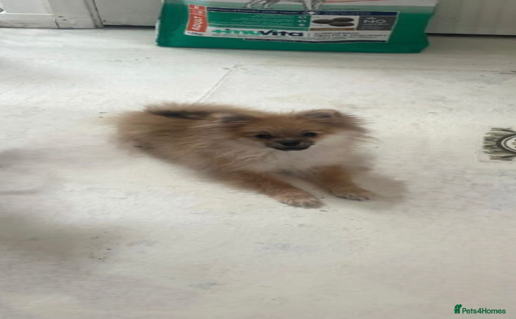 Pomeranian dogs - Advert 5