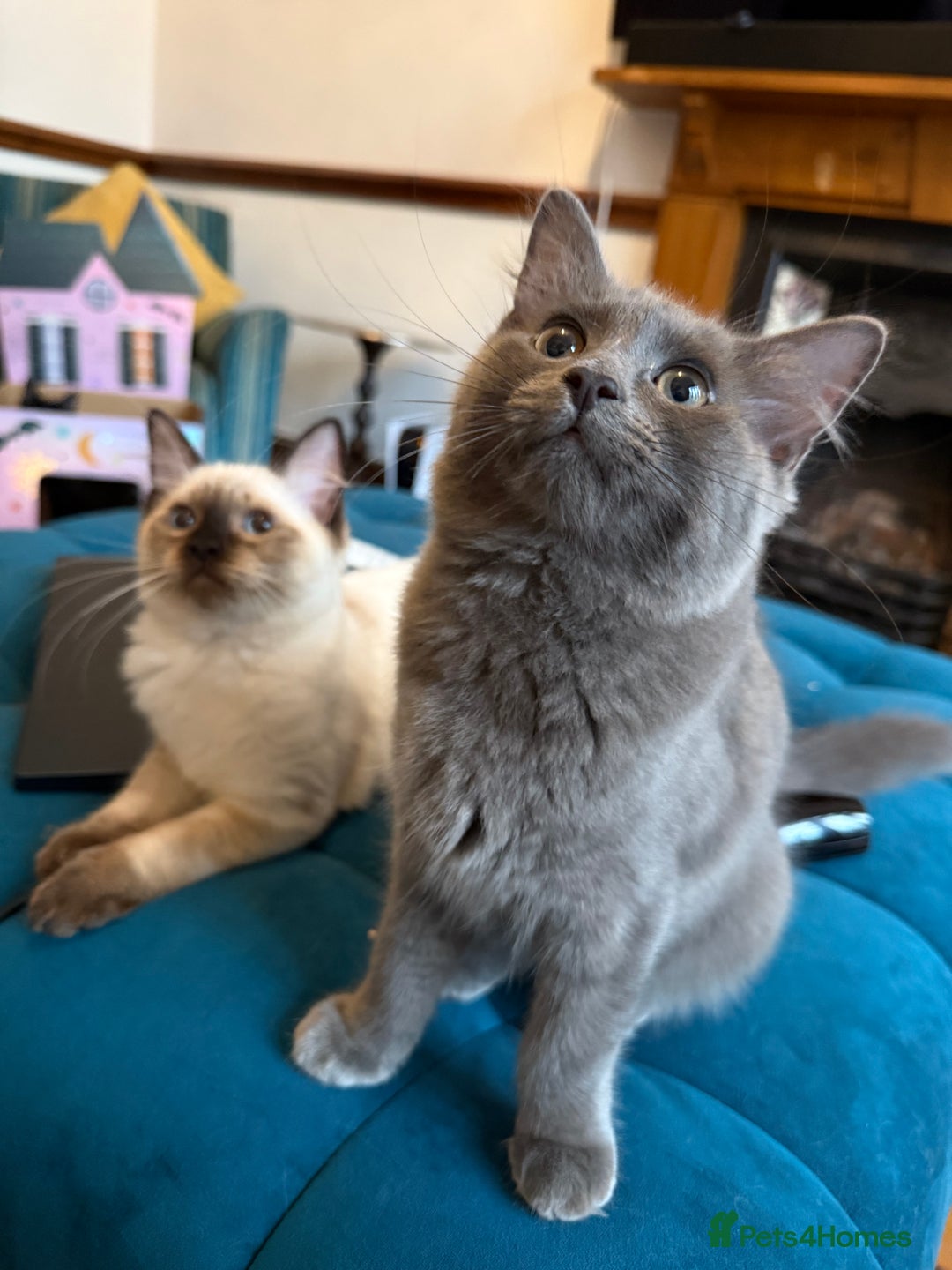 Ragdoll cats for sale: Ragdoll kittens for sale  - Image 3