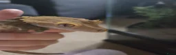 Gecko reptiles for sale: Crested Gecko and full bioactive set up in Torquay - Advert 3
