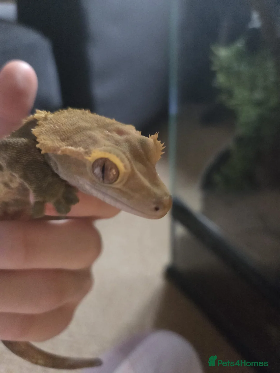 Gecko reptiles for sale: Crested Gecko and full bioactive set up in Torquay - Advert 3