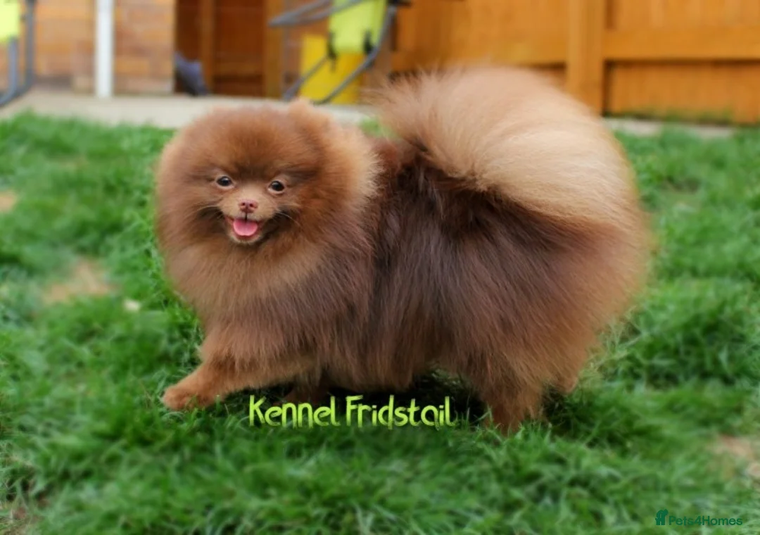 Pomeranian dogs for stud: 1.8kg Tiny Choco Carry Tan Blue Lilac DNA tested in Rotherham - Advert 11